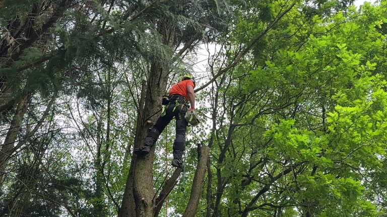 Best Tree Removal Services  in New Hackensack, NY